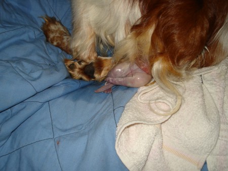 É a minha menina que lá vem ...